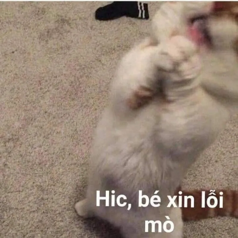 Meme cúi đầu xin lỗi là cách thể hiện sự khiêm nhường và chân thành Meme cúi đầu xin lỗi là cách thể hiện sự khiêm nhường và chân thành