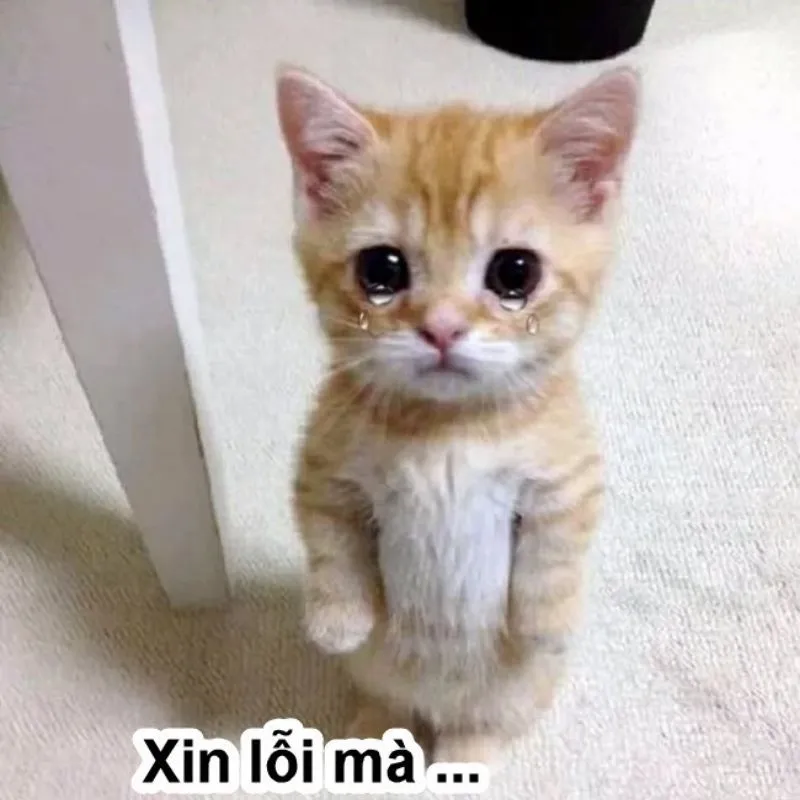 Meme xin lỗi chân thành giúp bạn thể hiện sự hối lỗi một cách rõ ràng và hiệu quả Meme xin lỗi chân thành giúp bạn thể hiện sự hối lỗi một cách rõ ràng và hiệu quả