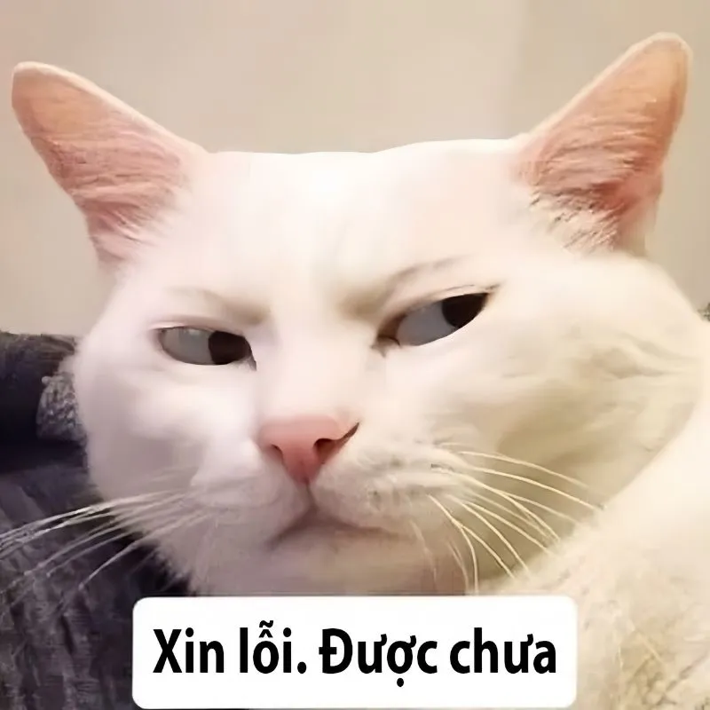 Cúi đầu xin lỗi meme là cách tuyệt vời để thể hiện sự khiêm nhường và chân thành Cúi đầu xin lỗi meme là cách tuyệt vời để thể hiện sự khiêm nhường và chân thành