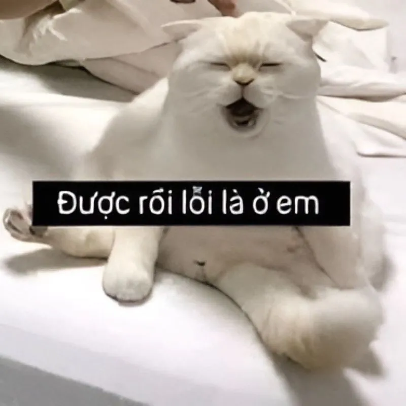 Meme dập đầu xin lỗi giúp bạn thể hiện sự hối lỗi một cách sâu sắc và chân thành Meme dập đầu xin lỗi giúp bạn thể hiện sự hối lỗi một cách sâu sắc và chân thành
