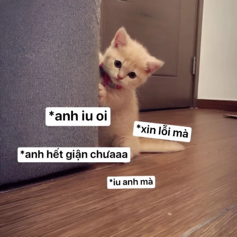Tôi xin lỗi meme là cách đơn giản và hiệu quả để thể hiện sự hối lỗi Tôi xin lỗi meme là cách đơn giản và hiệu quả để thể hiện sự hối lỗi