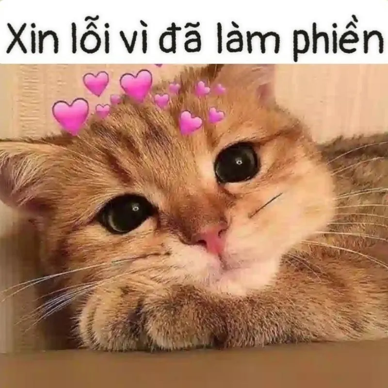 Ảnh meme xin lỗi người yêu mang lại sự ấm áp và hàn gắn mối quan hệ Ảnh meme xin lỗi người yêu mang lại sự ấm áp và hàn gắn mối quan hệ