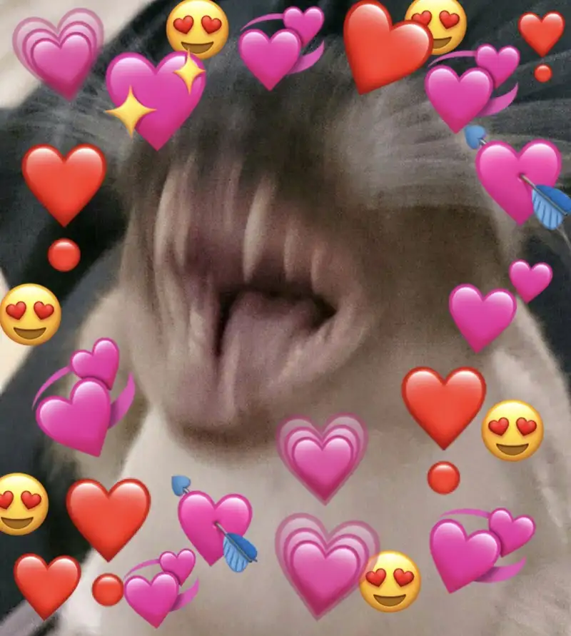 Meme lovely mang đến những hình ảnh dễ thương và đáng yêu Meme lovely mang đến những hình ảnh dễ thương và đáng yêu