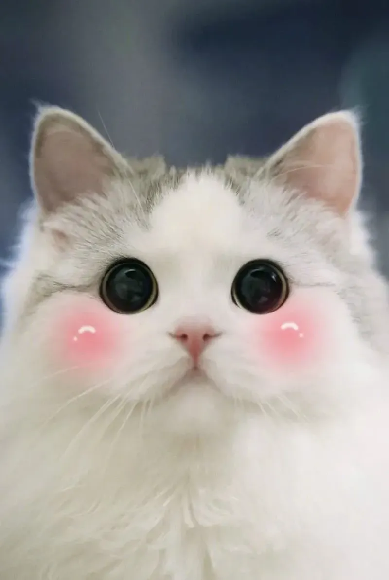 Hình avatar mèo cute giúp bạn thể hiện tình yêu với thú cưng Hình avatar mèo cute giúp bạn thể hiện tình yêu với thú cưng