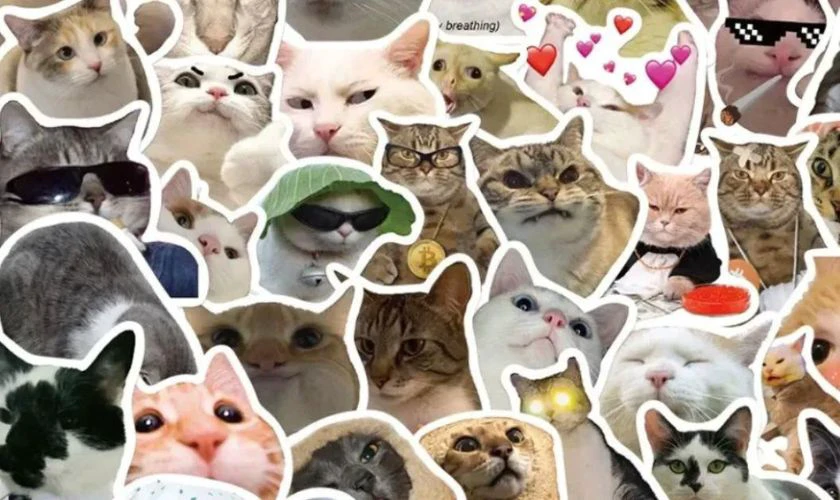 Hình nền meme máy tính dễ thương cho góc làm việc của bạn Hình nền meme máy tính dễ thương cho góc làm việc của bạn