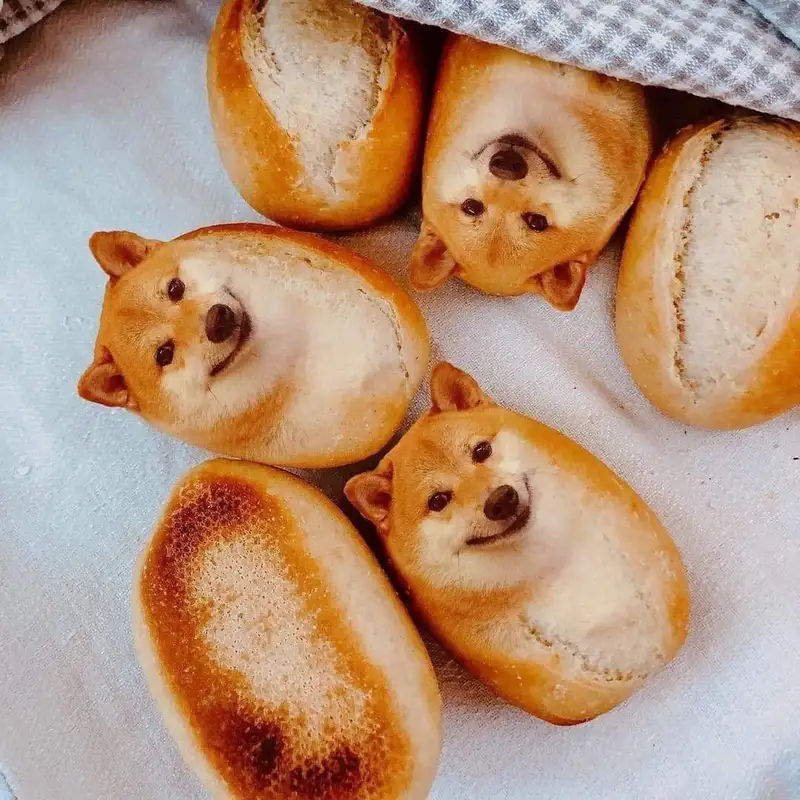 Doge shiba inu dog meme gây cười với sự ngây ngô dễ thương Doge shiba inu dog meme gây cười với sự ngây ngô dễ thương