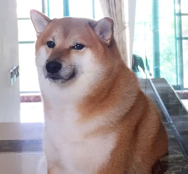 Ảnh meme shiba hài hước tạo niềm vui bất ngờ Ảnh meme shiba hài hước tạo niềm vui bất ngờ