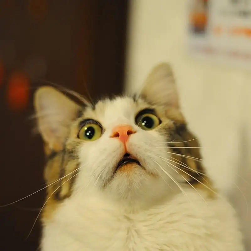 Meme da đen bất ngờ mang lại tiếng cười cho mọi người Meme da đen bất ngờ mang lại tiếng cười cho mọi người