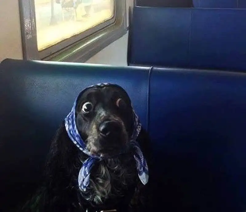 Meme con mèo bất ngờ giúp bạn thư giãn và cười thoải mái Meme con mèo bất ngờ giúp bạn thư giãn và cười thoải mái