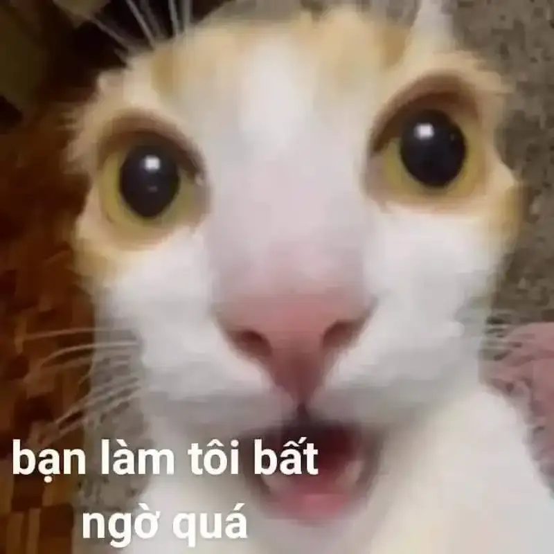 Ngạc nhiên meme bất ngờ dễ thương cho những ai yêu thích Ngạc nhiên meme bất ngờ dễ thương cho những ai yêu thích