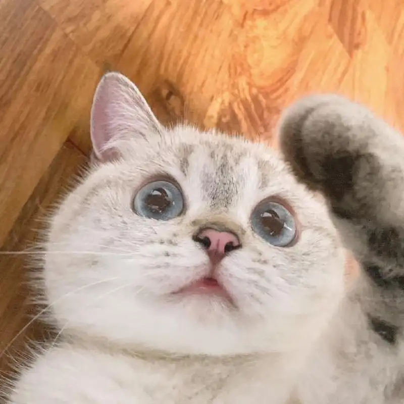 Meme chỉ tay ngạc nhiên giúp bạn thể hiện sự hài hước Meme chỉ tay ngạc nhiên giúp bạn thể hiện sự hài hước