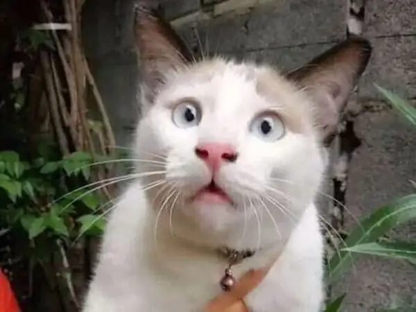Mặt bất ngờ meme giúp bạn thể hiện cảm xúc hài hước Mặt bất ngờ meme giúp bạn thể hiện cảm xúc hài hước
