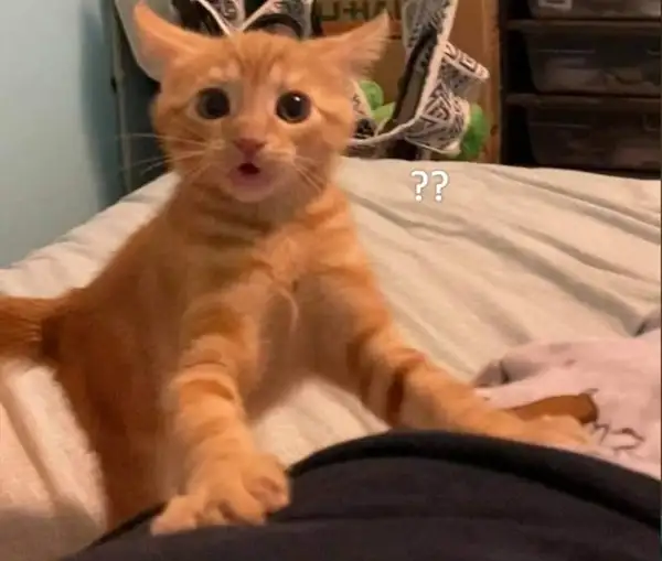 Tôi khá là bất ngờ đấy meme giúp bạn thể hiện cảm xúc hài hước Tôi khá là bất ngờ đấy meme giúp bạn thể hiện cảm xúc hài hước