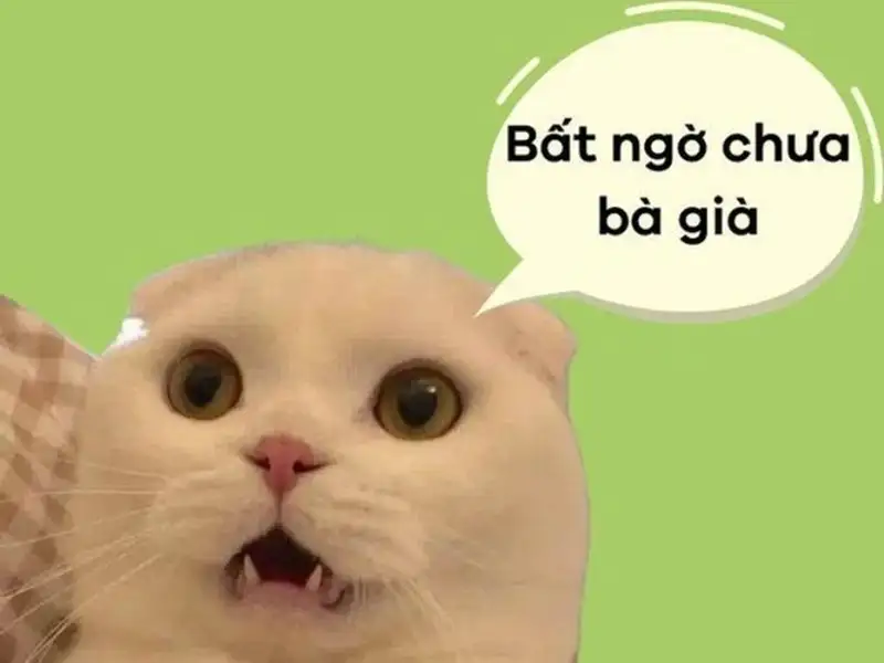 Hình meme bất ngờ dễ thương giúp bạn thư giãn Hình meme bất ngờ dễ thương giúp bạn thư giãn