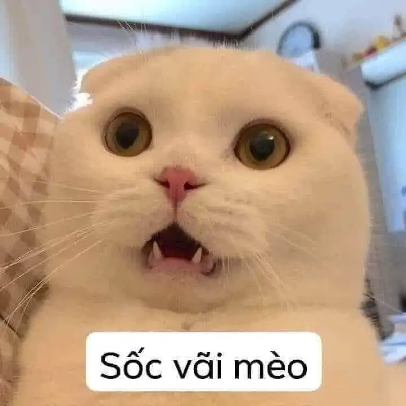 Meme ngạc nhiên chỉ tay dễ thương cho những ai yêu thích Meme ngạc nhiên chỉ tay dễ thương cho những ai yêu thích