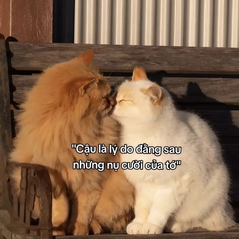 Chắc chắn meme anh yêu em này sẽ làm tan chảy trái tim của bạn Chắc chắn meme anh yêu em này sẽ làm tan chảy trái tim của bạn
