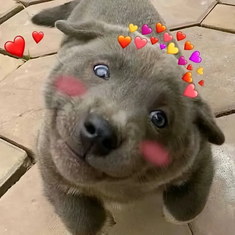 Meme mèo hun ngọt ngào này làm cho tình yêu thêm phần lãng mạn Meme mèo hun ngọt ngào này làm cho tình yêu thêm phần lãng mạn