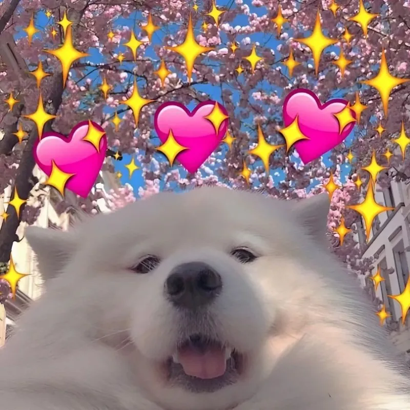Mèo thả tim meme này thể hiện tình cảm ngọt ngào dành cho người yêu Mèo thả tim meme này thể hiện tình cảm ngọt ngào dành cho người yêu