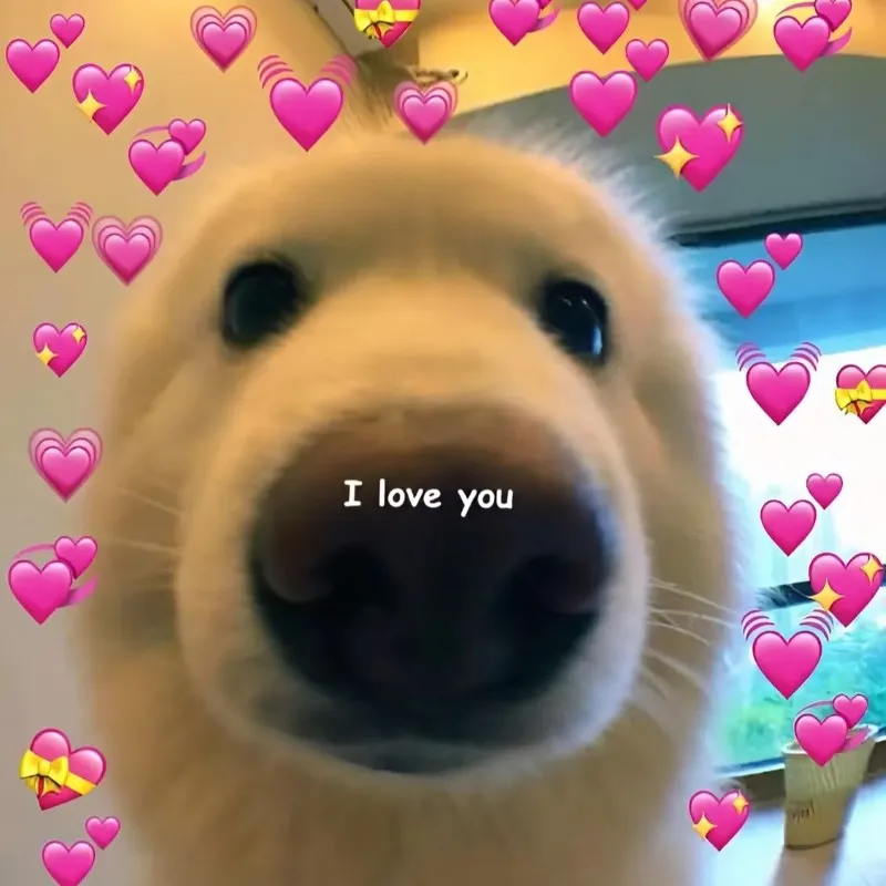 Meme mèo bắn tim siêu dễ thương này là món quà đặc biệt cho người ấy Meme mèo bắn tim siêu dễ thương này là món quà đặc biệt cho người ấy