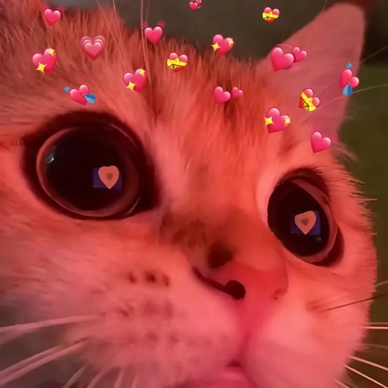 Tình yêu to bự meme này mang đến một tình cảm mạnh mẽ và ngọt ngào Tình yêu to bự meme này mang đến một tình cảm mạnh mẽ và ngọt ngào
