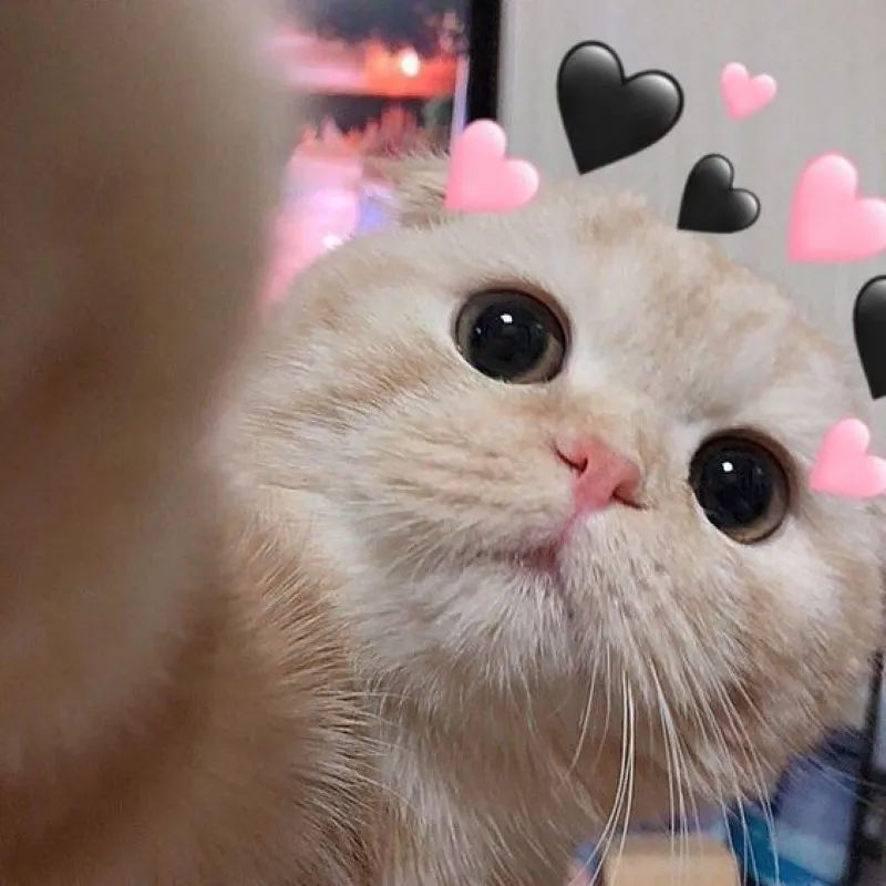 Meme yêu 1 người vô tâm này khiến bạn phải suy nghĩ về tình cảm chân thành Meme yêu 1 người vô tâm này khiến bạn phải suy nghĩ về tình cảm chân thành