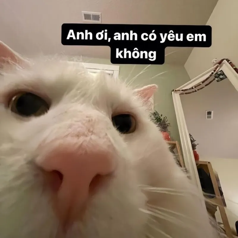 Meme si tình này cực kỳ ngọt ngào và lãng mạn, rất phù hợp để chia sẻ với người yêu Meme si tình này cực kỳ ngọt ngào và lãng mạn, rất phù hợp để chia sẻ với người yêu