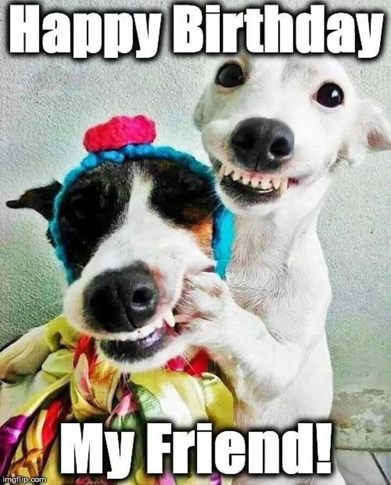 Meme cat happy birthday dễ thương cho những ai yêu mèo Meme cat happy birthday dễ thương cho những ai yêu mèo