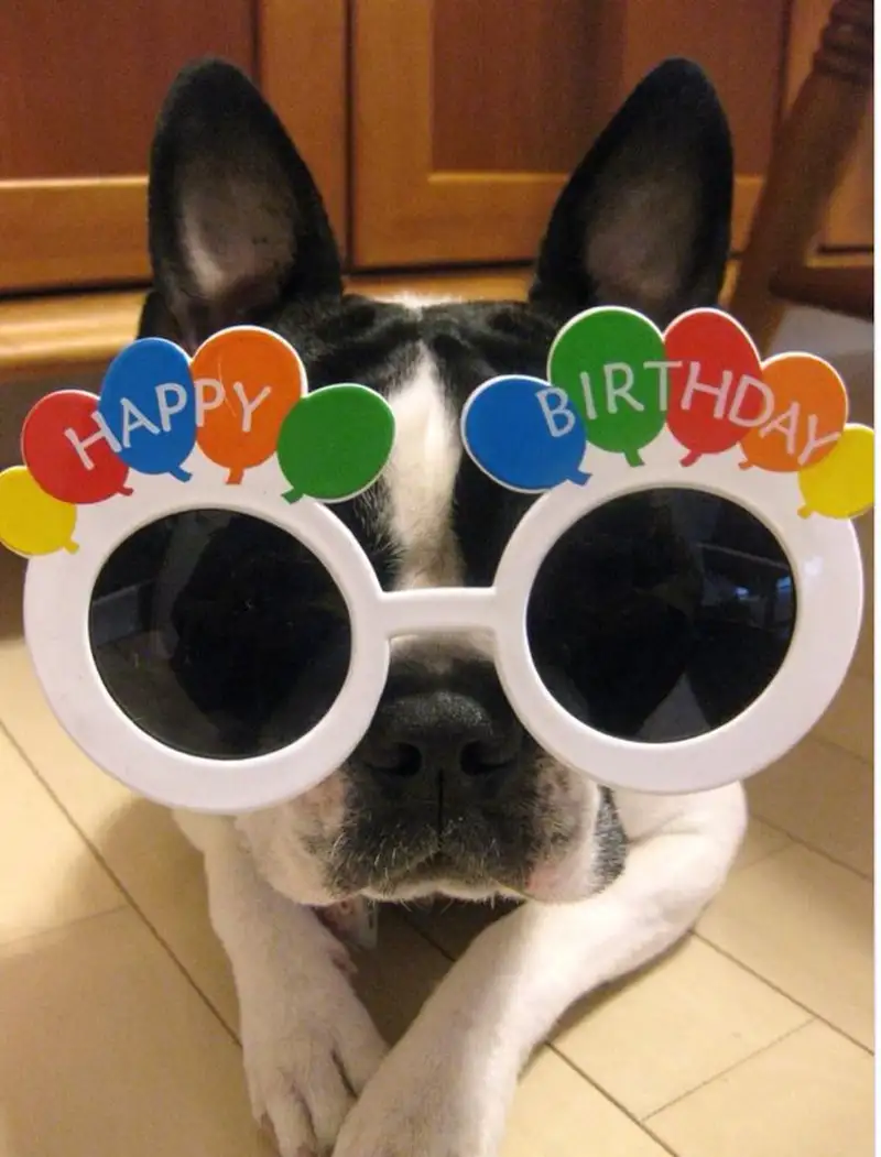 Meme happy birthday to you giúp bạn gửi lời chúc sinh nhật thật vui Meme happy birthday to you giúp bạn gửi lời chúc sinh nhật thật vui