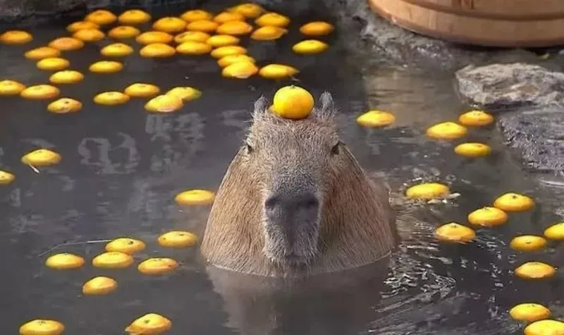 Hình meme capybara luôn tạo ra những khoảnh khắc đáng nhớ Hình meme capybara luôn tạo ra những khoảnh khắc đáng nhớ