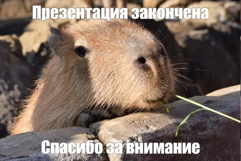 Meme capybara mang đến những tiếng cười sảng khoái Meme capybara mang đến những tiếng cười sảng khoái