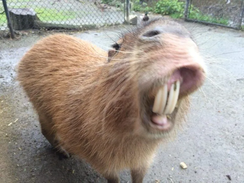 Ảnh capybara meme luôn thu hút sự chú ý của người hâm mộ Ảnh capybara meme luôn thu hút sự chú ý của người hâm mộ