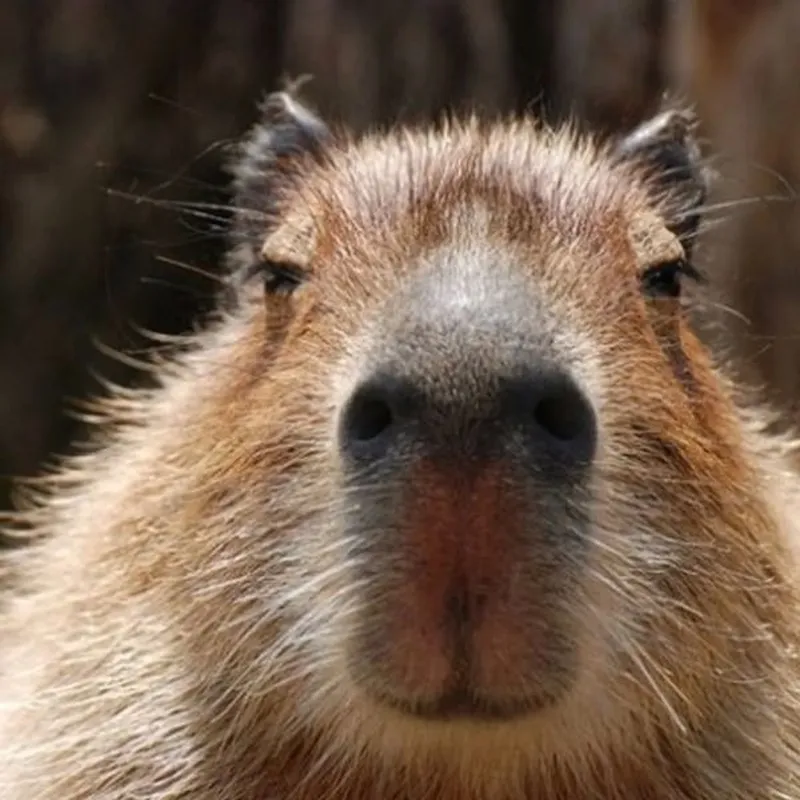 Con capybara meme là hình ảnh đáng yêu trong những khoảnh khắc hài hước Con capybara meme là hình ảnh đáng yêu trong những khoảnh khắc hài hước