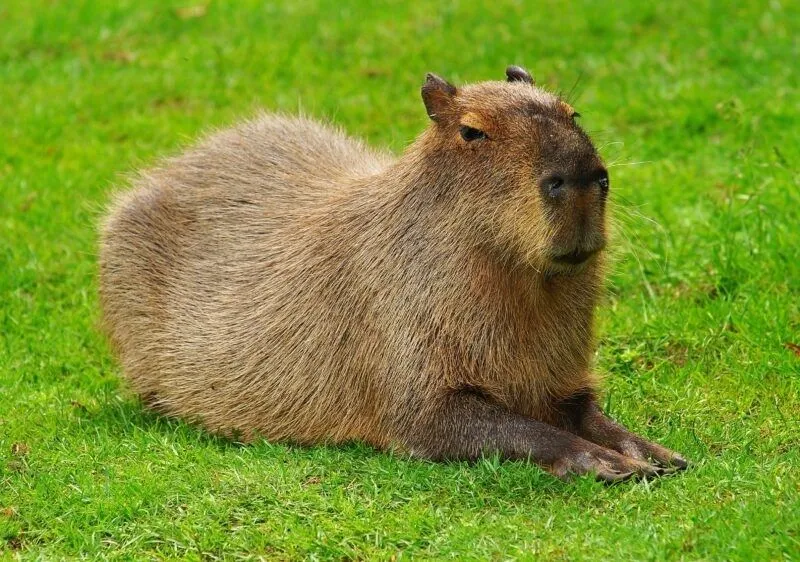 Ảnh meme capybara luôn tạo ra không khí vui tươi Ảnh meme capybara luôn tạo ra không khí vui tươi
