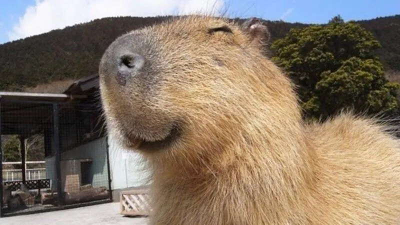 Capybara chuột lang nước meme mang đến sự hài hước độc đáo Capybara chuột lang nước meme mang đến sự hài hước độc đáo