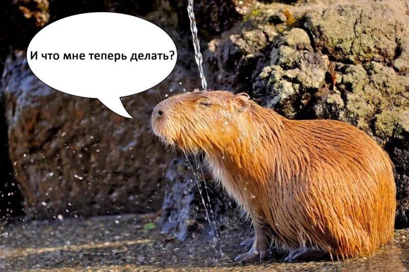 Meme capybara hét luôn khiến người xem cảm thấy vui vẻ Meme capybara hét luôn khiến người xem cảm thấy vui vẻ