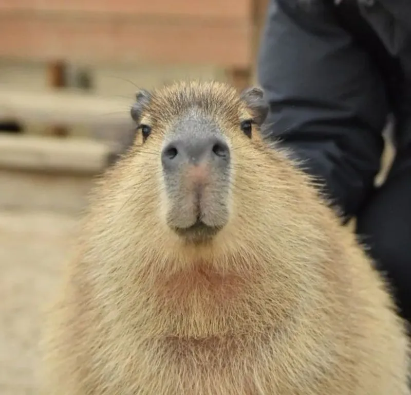 Capybara meme song mang đến những tiếng cười sảng khoái Capybara meme song mang đến những tiếng cười sảng khoái