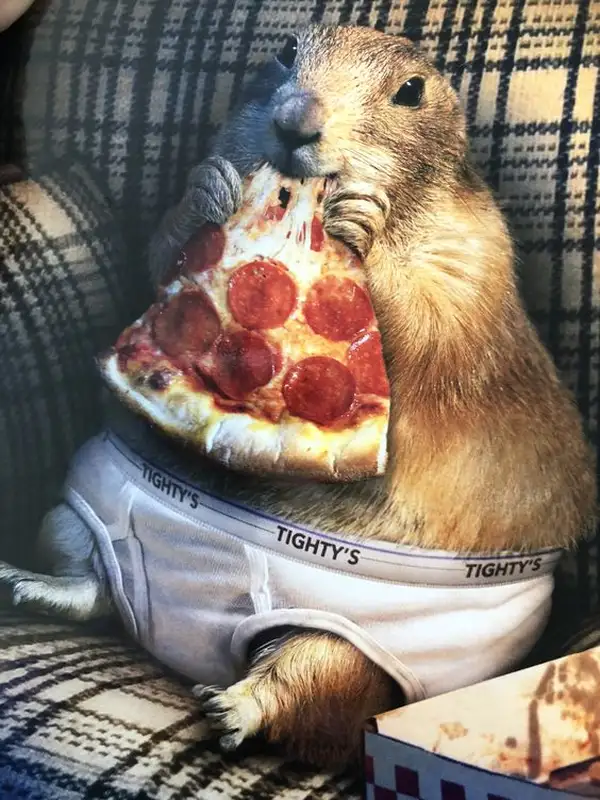 Funny funny capybara meme luôn khiến người xem cười không ngớt Funny funny capybara meme luôn khiến người xem cười không ngớt