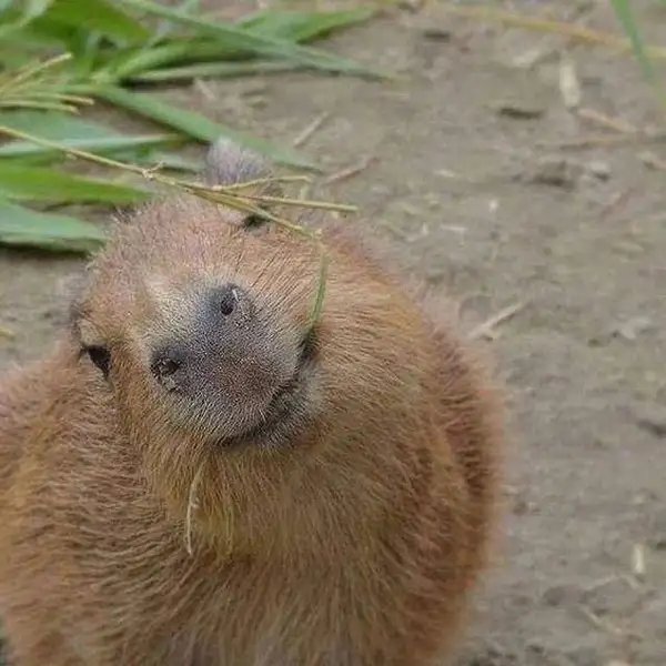 Capybara meme funny mang đến những tình huống hài hước Capybara meme funny mang đến những tình huống hài hước