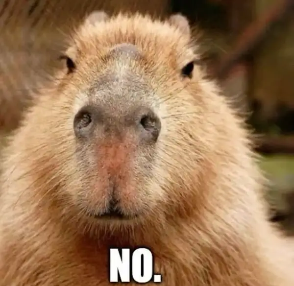 Anime capybara meme luôn thu hút sự chú ý của người hâm mộ Anime capybara meme luôn thu hút sự chú ý của người hâm mộ