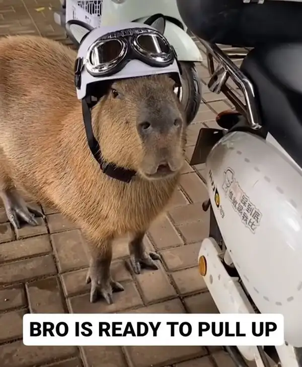 Capybara capybara meme luôn tạo ra những khoảnh khắc đáng nhớ Capybara capybara meme luôn tạo ra những khoảnh khắc đáng nhớ