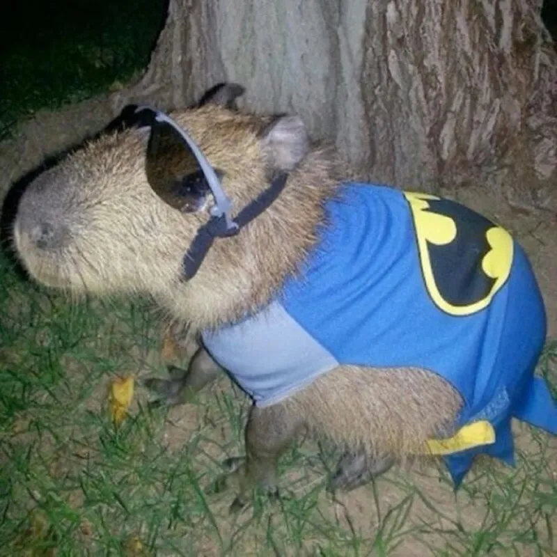 Cute capybara meme luôn tạo ra những tiếng cười sảng khoái Cute capybara meme luôn tạo ra những tiếng cười sảng khoái