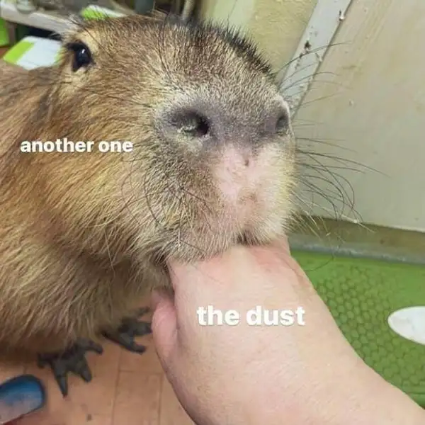 Capybara egg meme là hình ảnh dễ thương cho ngày đặc biệt Capybara egg meme là hình ảnh dễ thương cho ngày đặc biệt