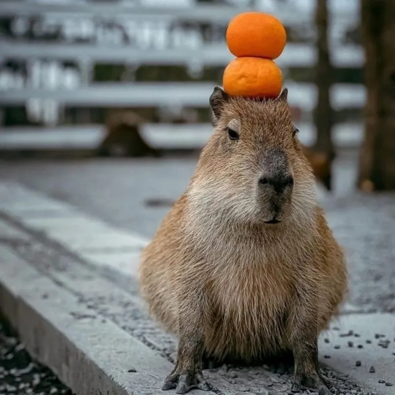 Capybara happy birthday meme mang đến sự vui vẻ cho ngày sinh nhật Capybara happy birthday meme mang đến sự vui vẻ cho ngày sinh nhật