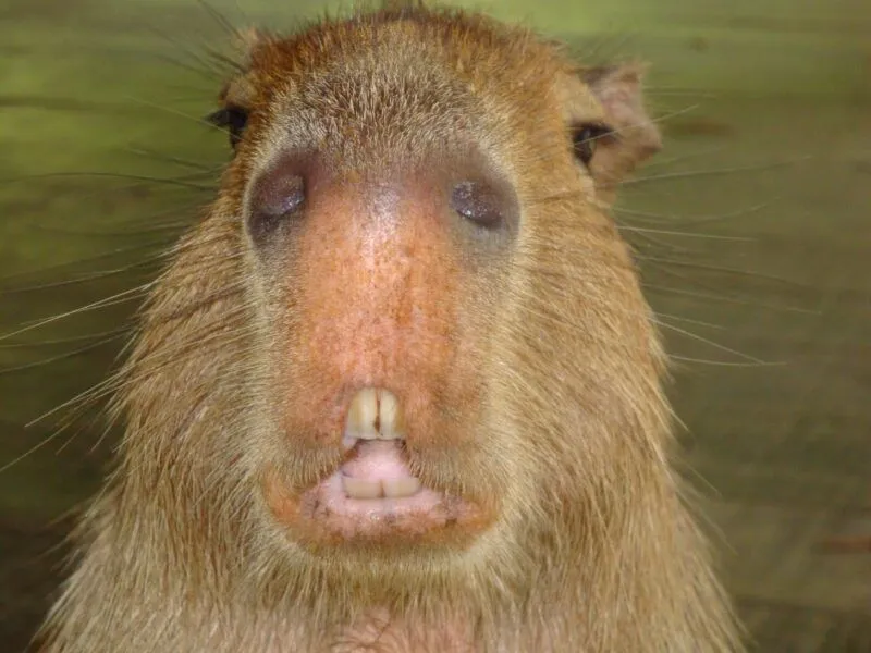 Capybara human meme thể hiện sự hài hước độc đáo Capybara human meme thể hiện sự hài hước độc đáo