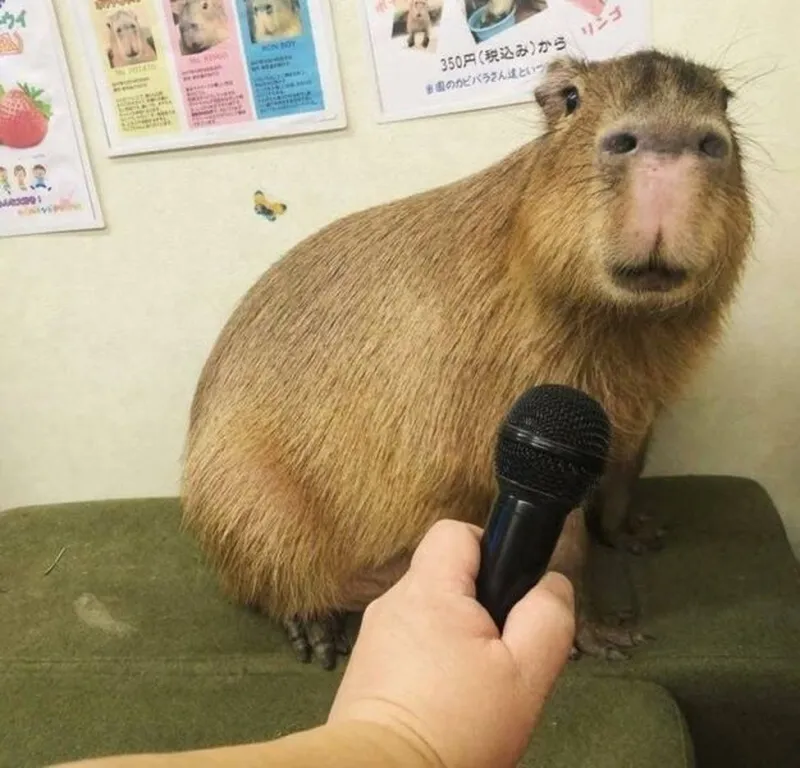 Capybara I love you meme là cách thể hiện tình cảm dễ thương Capybara I love you meme là cách thể hiện tình cảm dễ thương