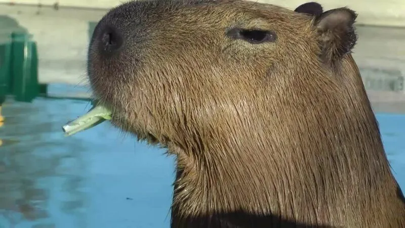 Capybara king meme mang đến những tiếng cười sảng khoái Capybara king meme mang đến những tiếng cười sảng khoái