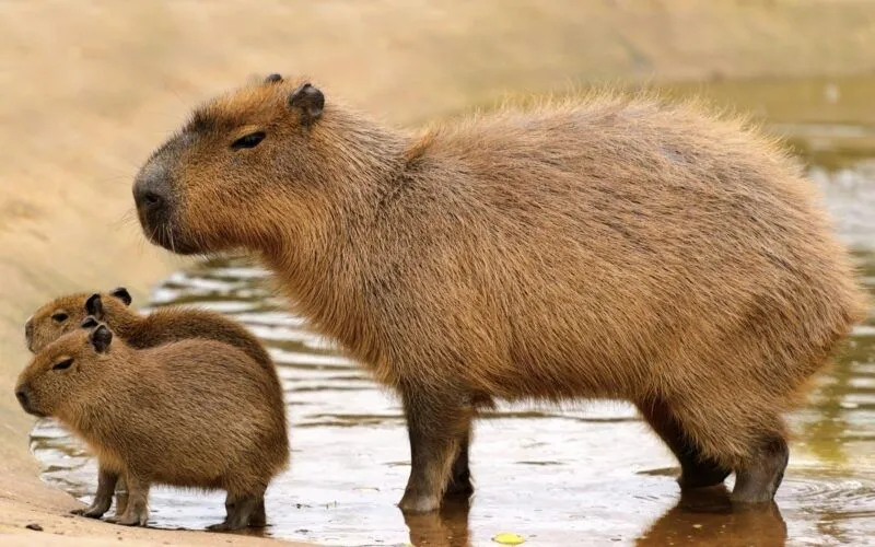 Capybara know your meme là cách thú vị để giải trí Capybara know your meme là cách thú vị để giải trí