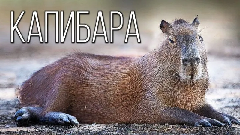 Capybara valentine meme mang đến sự dễ thương cho ngày lễ tình nhân Capybara valentine meme mang đến sự dễ thương cho ngày lễ tình nhân