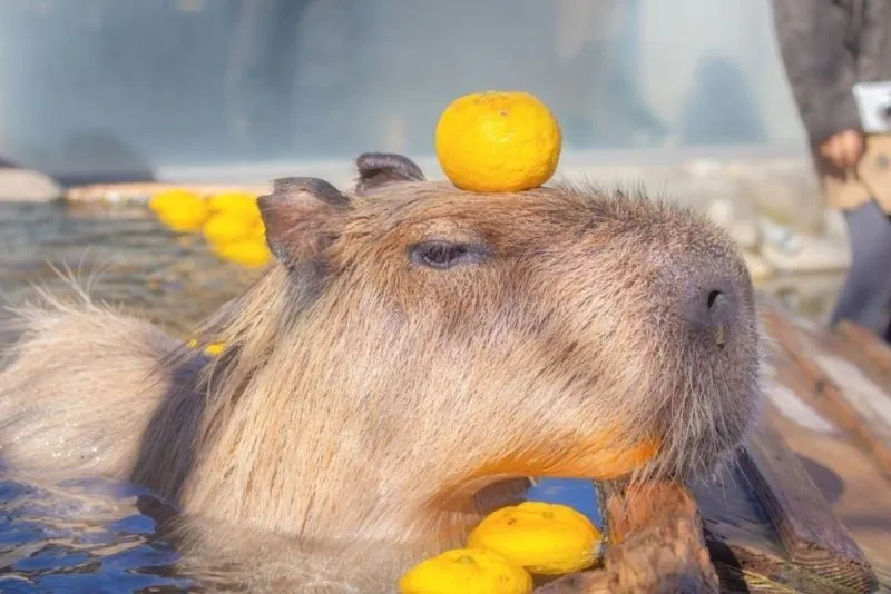 Capybara meme after party luôn tạo ra không khí vui tươi Capybara meme after party luôn tạo ra không khí vui tươi