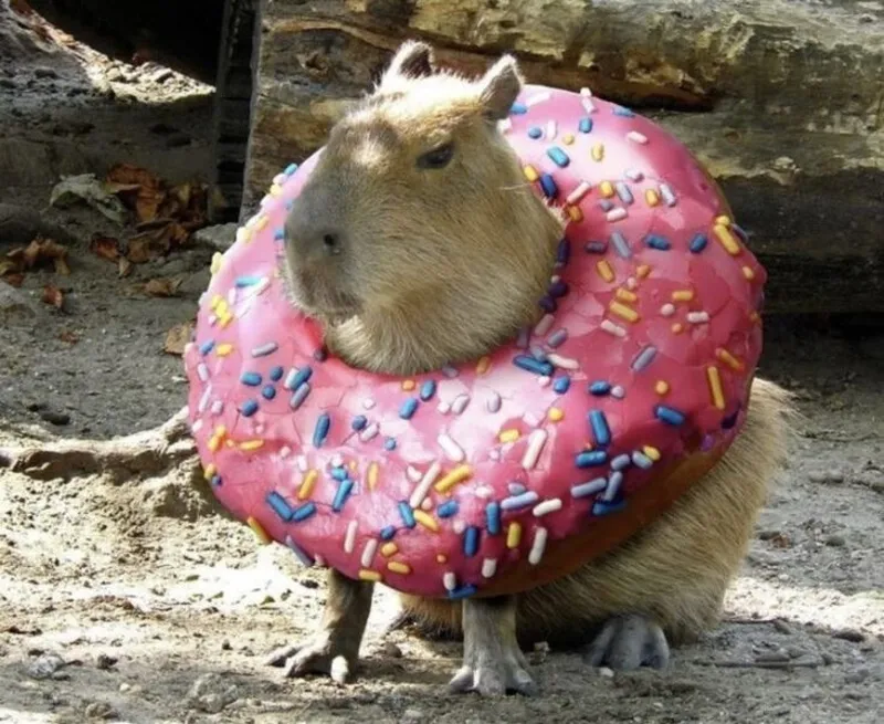 Meme capybara cầm dao mang đến sự hài hước độc đáo Meme capybara cầm dao mang đến sự hài hước độc đáo